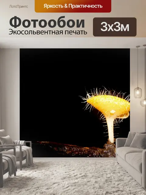 Фотообои грибы, растущие на фоне леса