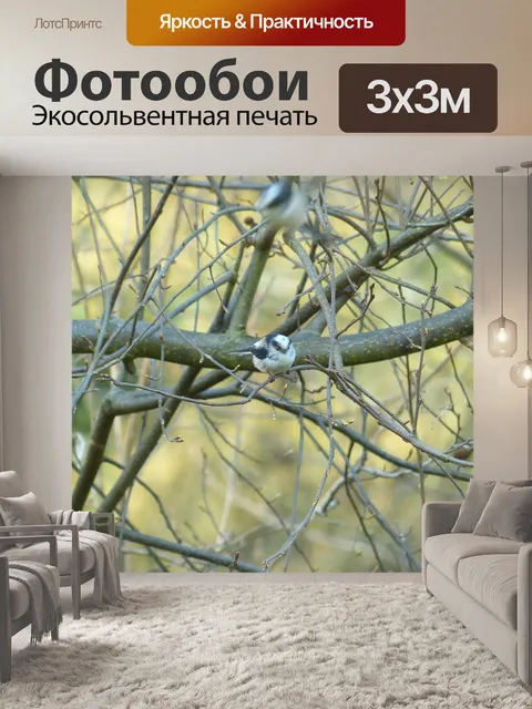 Фотообои Длиннохвостая синица