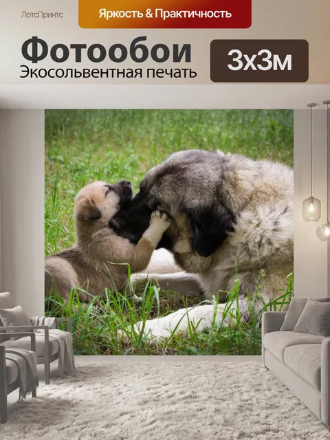 Фотообои Собака