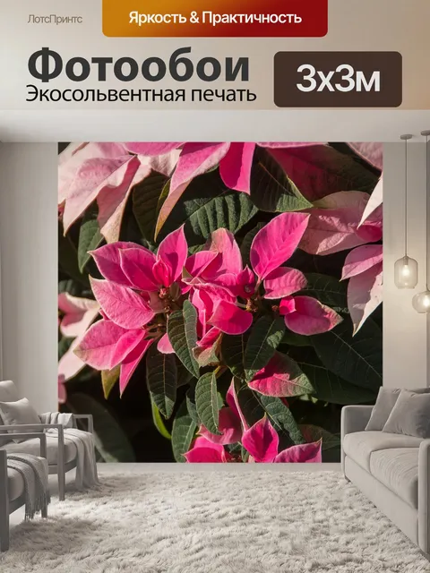 Фотообои Поинсеттиа