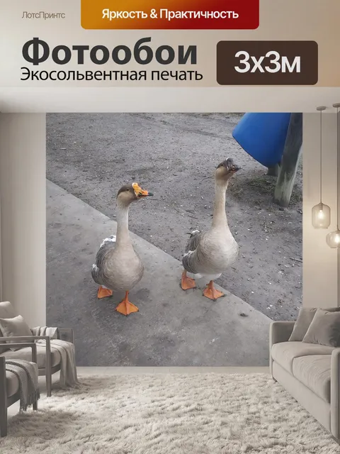 Фотообои 2 знакомства гусей