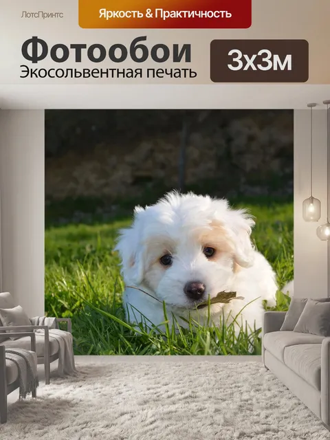 Фотообои Coton de Tulear белая женская собака