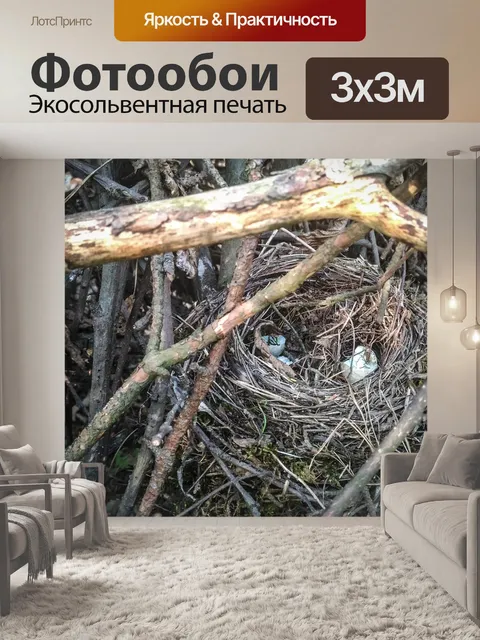 Фотообои Розетка