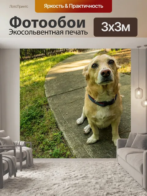 Фотообои Корги микс