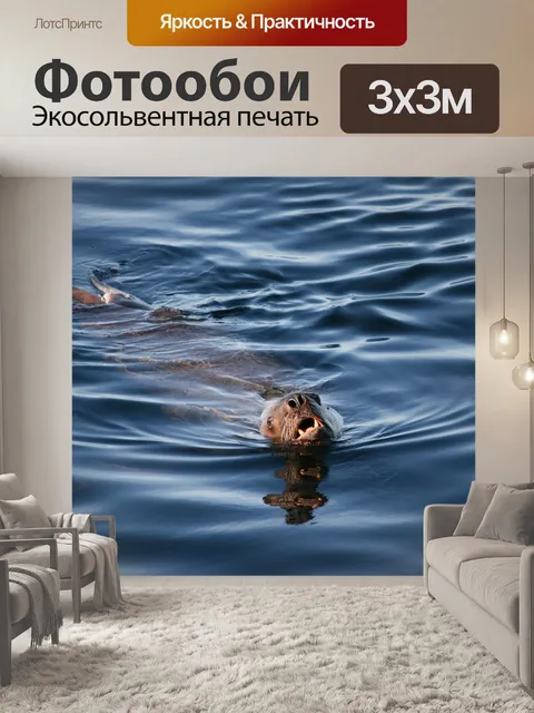 Фотообои Морской лев