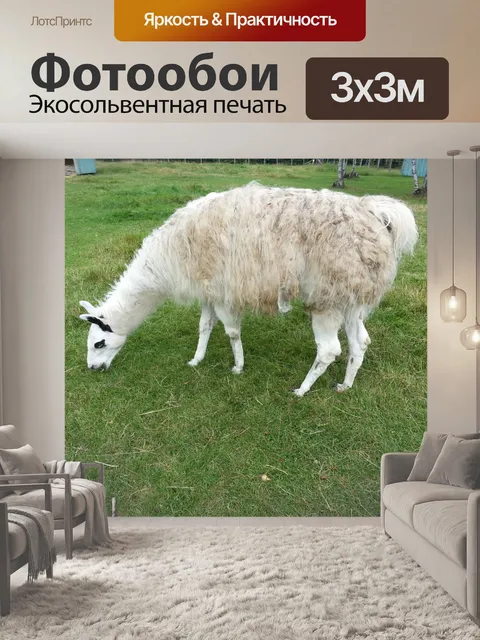 Фотообои Лама