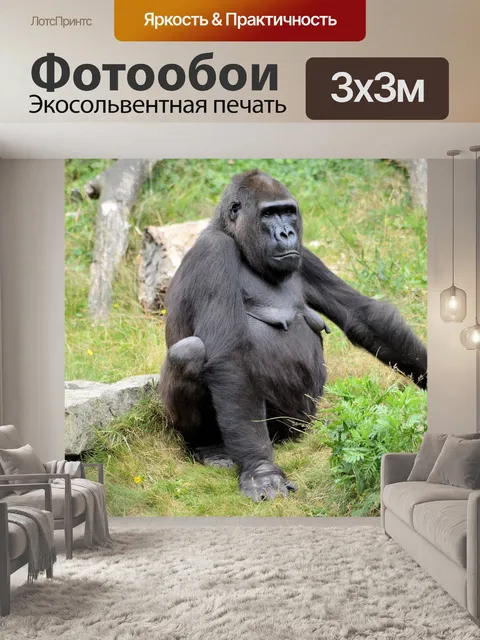 Фотообои Горилла