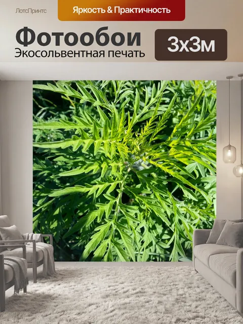 Фотообои Амброзия