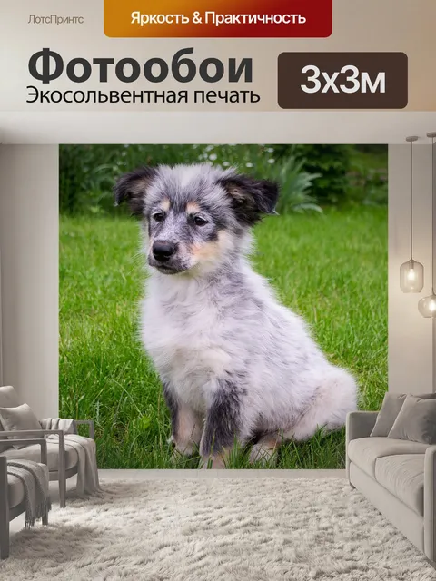 Фотообои Щенок
