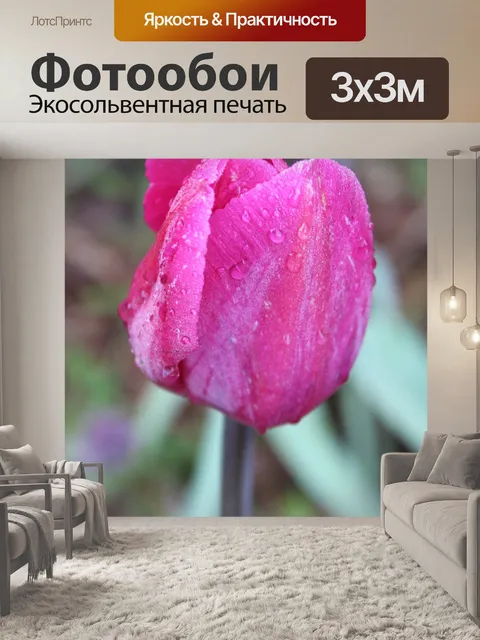 Фотообои Темно-розовый тюльпан