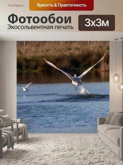 Фотообои Лебедь взлетает