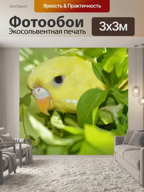 Фотообои Волнистый попугайчик