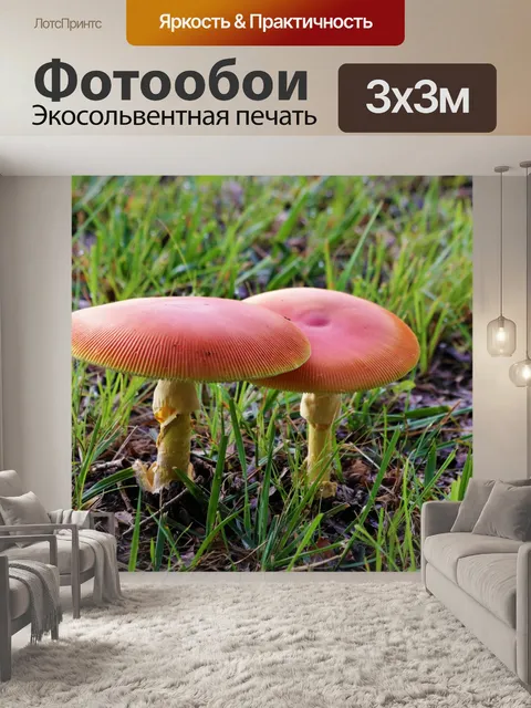 Фотообои Два оранжевых гриба в траве