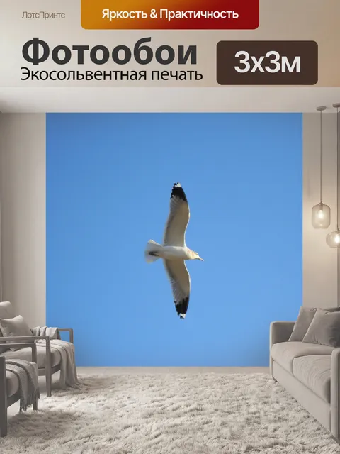 Фотообои Чайка летать
