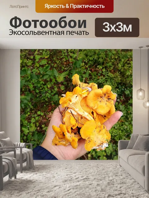 Фотообои Грибы