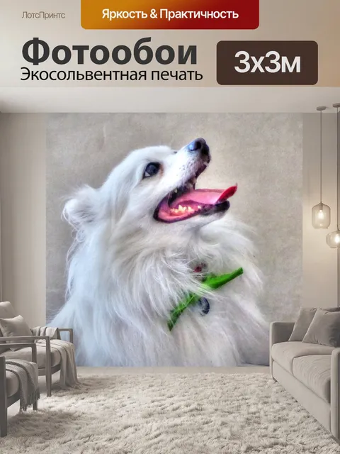 Фотообои Белая померанская собака