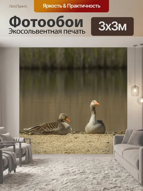 Фотообои Дикие гуси