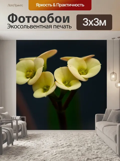Фотообои Небольшой