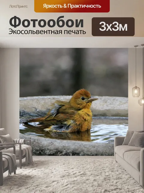 Фотообои Летний танагер в птичьей ванне 3