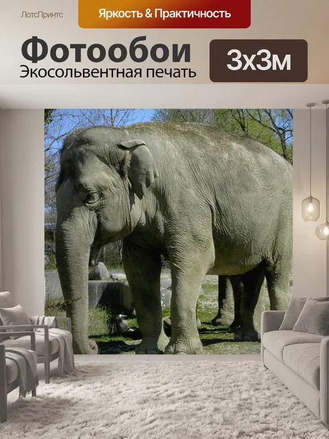 Фотообои Слон