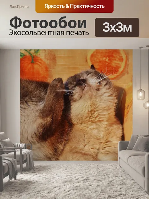 Фотообои Кот