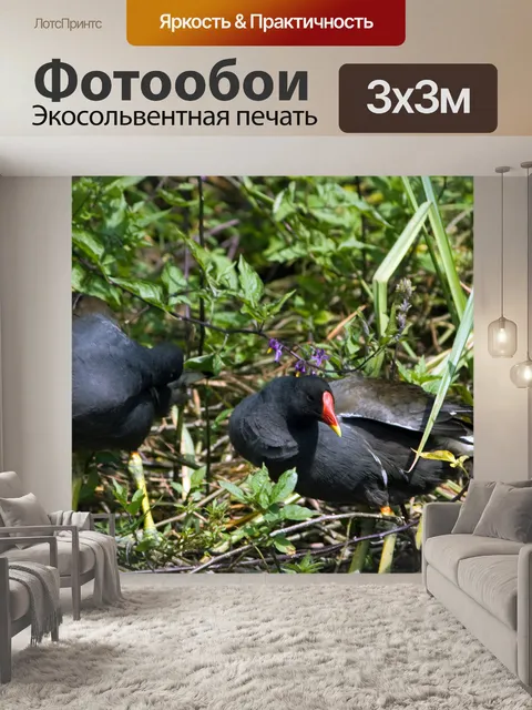 Фотообои Coots