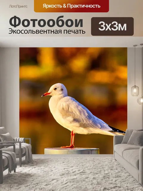Фотообои Чайка