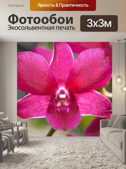 Фотообои Фото цветка орхидеи