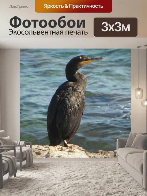 Фотообои Баклан