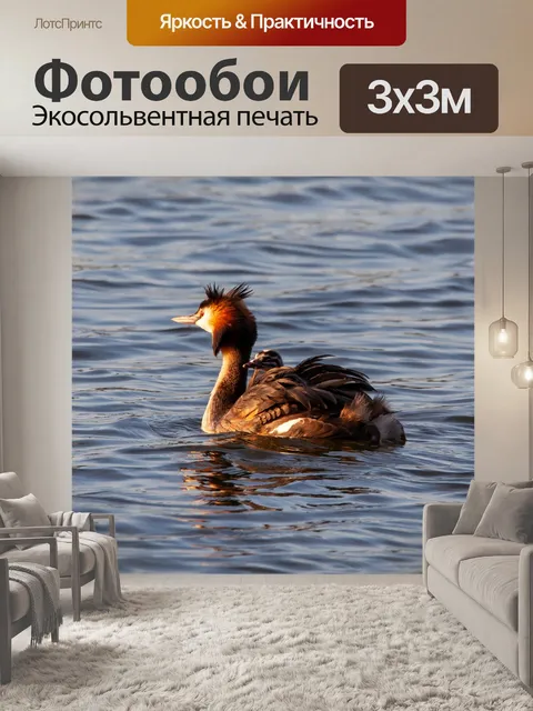 Фотообои Большая поганка