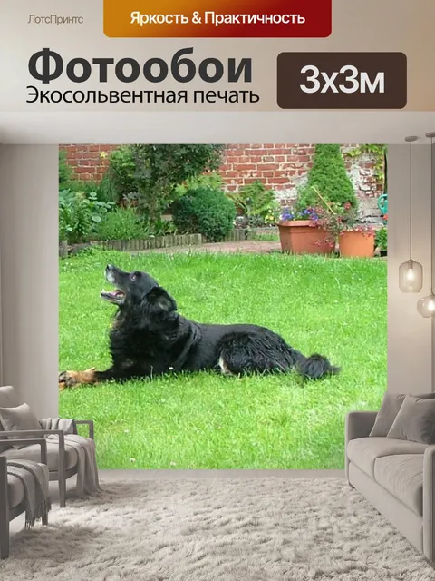 Фотообои Собака лежала