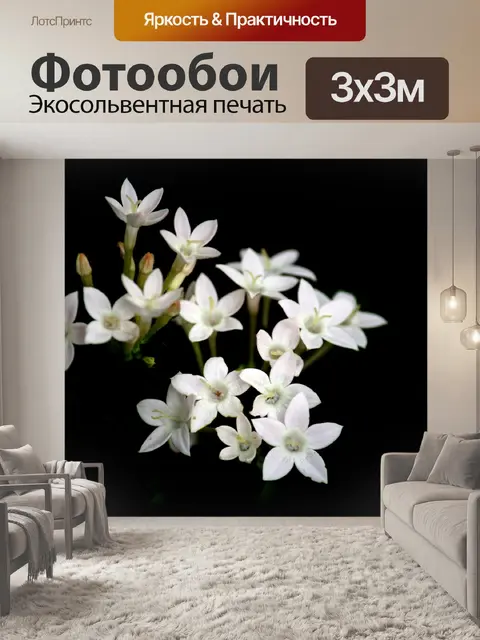 Фотообои белый Сантан 2