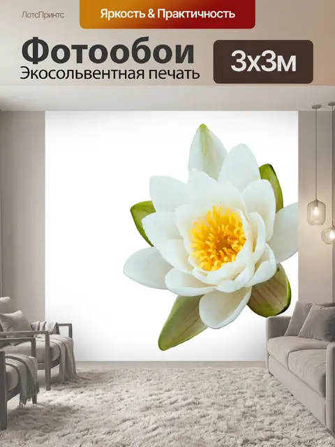 Фотообои Цветок лотоса на белом