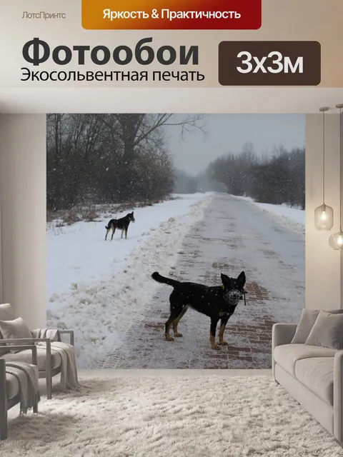Фотообои Собака, зима