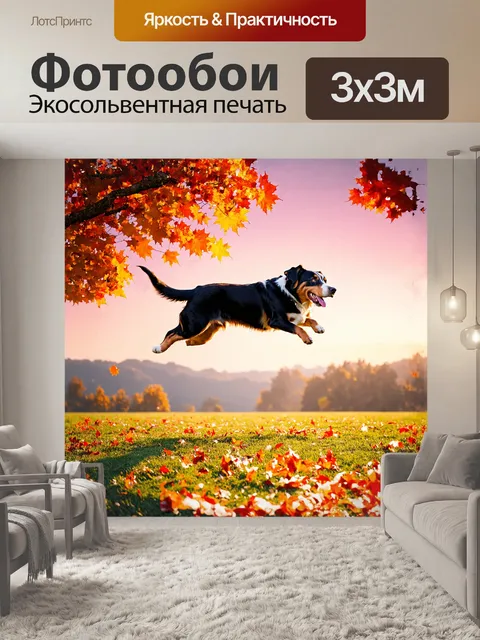 Фотообои прыжок собаки бернского зенненхунда