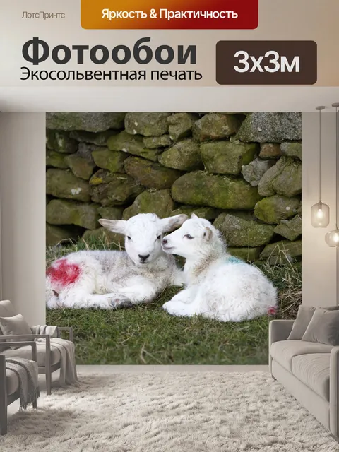 Фотообои ягнят