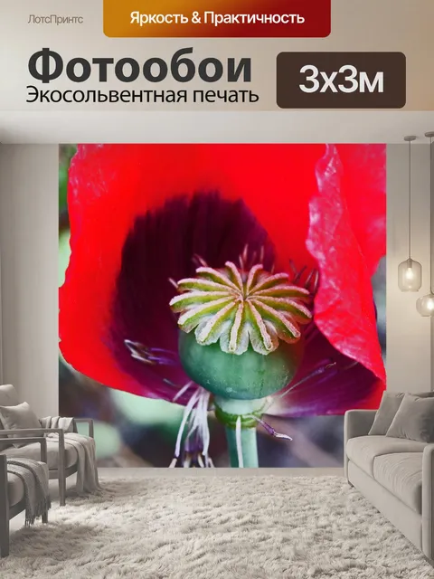 Фотообои стручок зеленого семени внутри красного