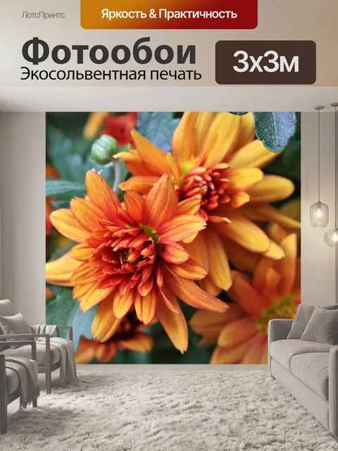 Фотообои Оранжевые хризантемы крупным планом