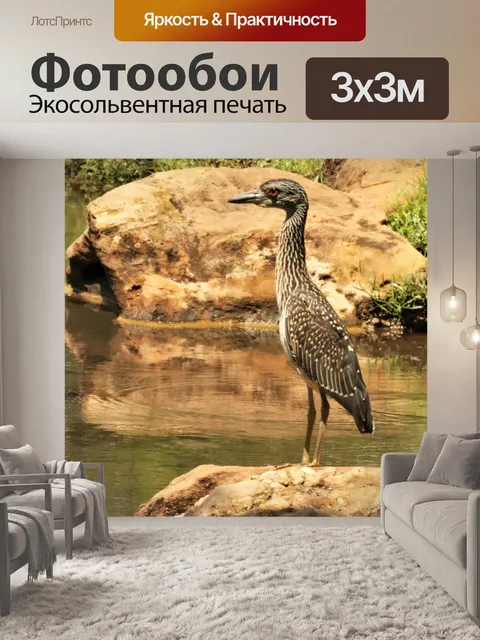 Фотообои Ювенильная желтая коронованная ночная ца