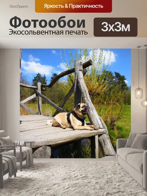 Фотообои Мопс