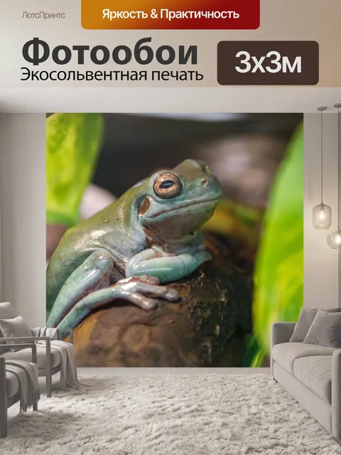 Фотообои зеленая лягушка