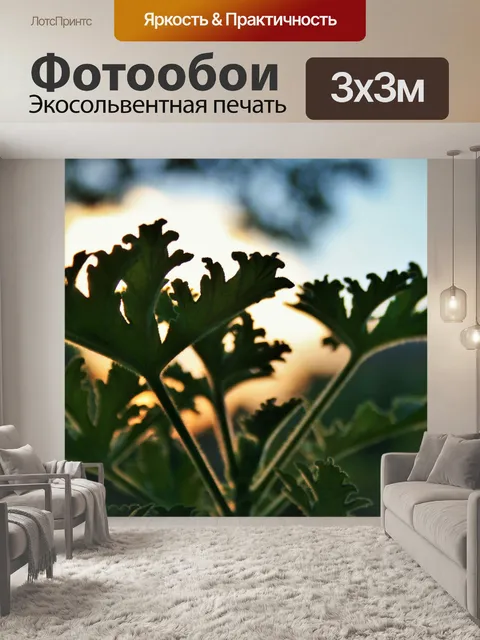 Фотообои герань листья на закате небо