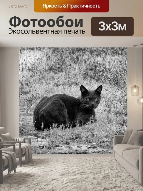 Фотообои Черная кошка лежа