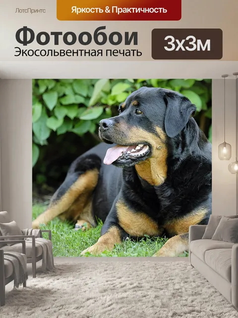 Фотообои Ротвейлер