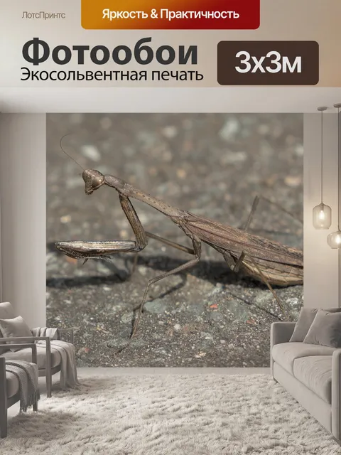 Фотообои Богомол