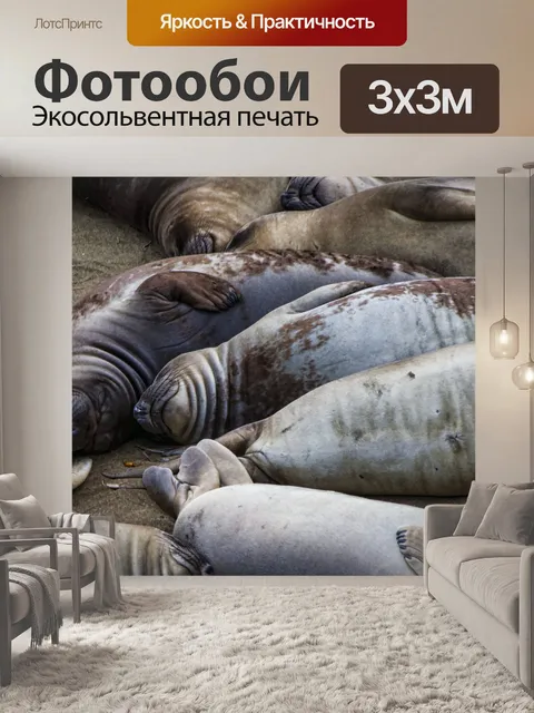 Фотообои Морские слоны