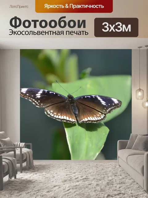 Фотообои Бабочка