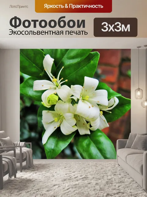 Фотообои маленький белый Murraya экзотика