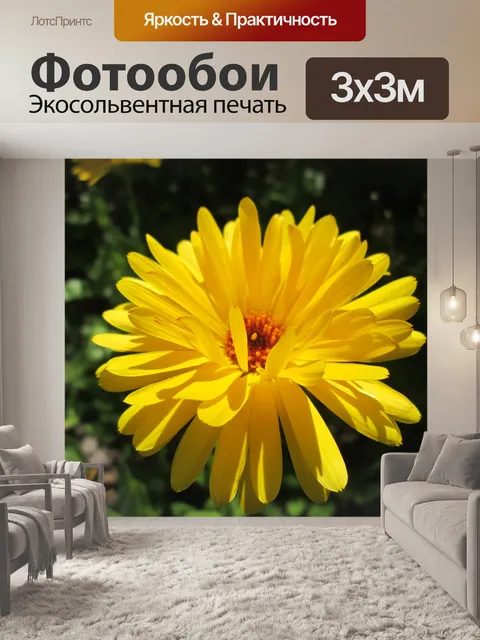 Фотообои Календулы