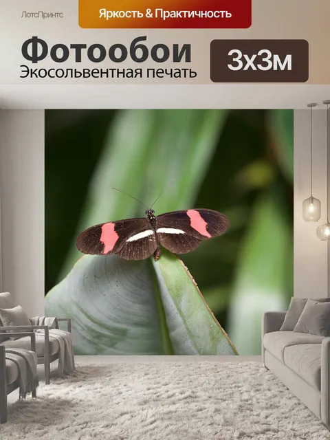 Фотообои Бабочка